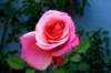 rose_small.jpg