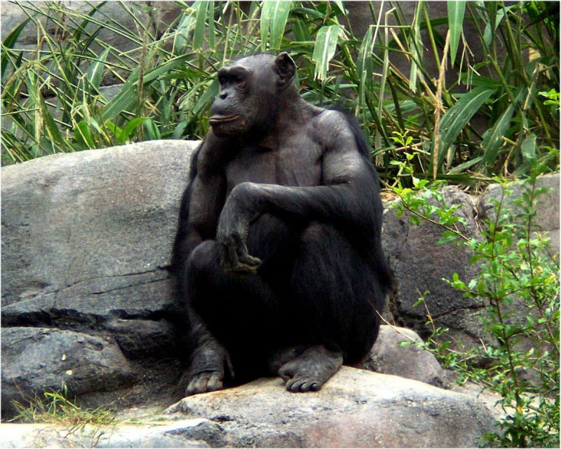 chimpanzeelosangeleszoo.jpg