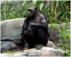 chimpanzeelosangeleszoo_small.jpg