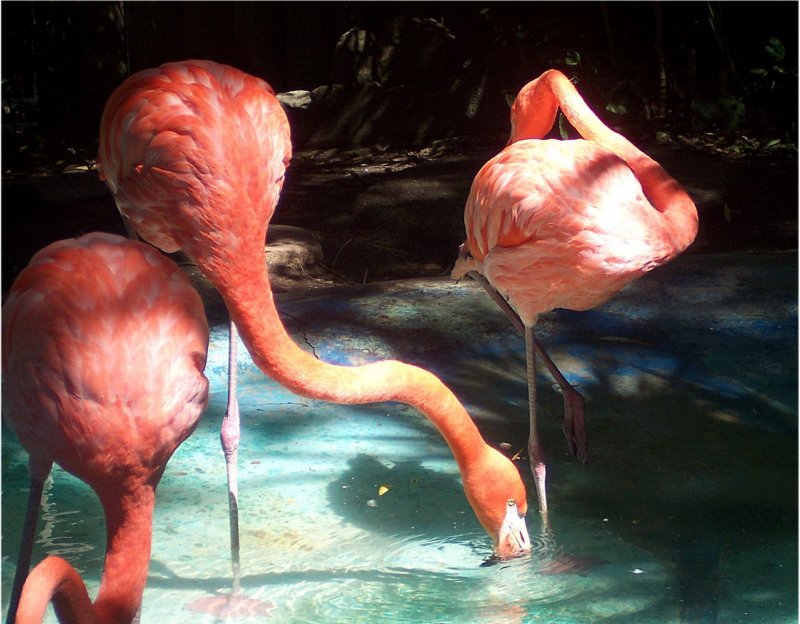 flamingoscharlespaddockzooatascaderoca.jpg