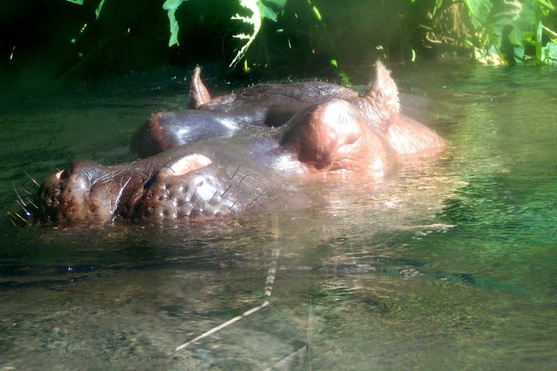 hippopotamussandiegozoo.jpg